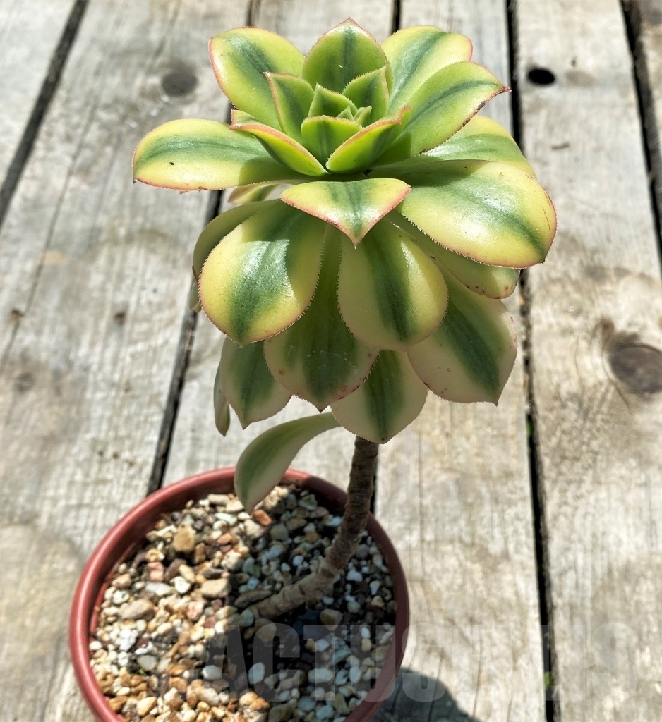 SHPR10867 Aeonium 'Sunburst' - Image 2