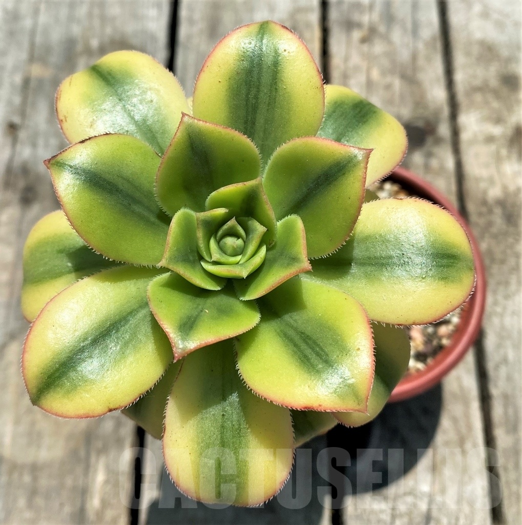 SHPR10867 Aeonium 'Sunburst'