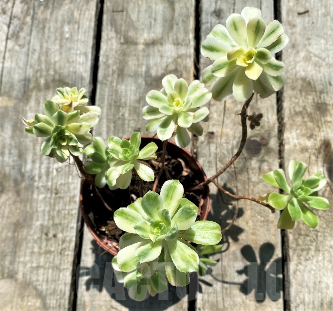 SHPR10869 Aeonium castello-paivae