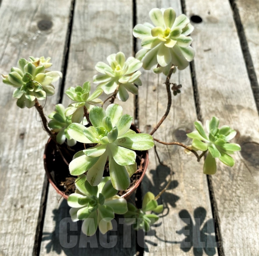 SHPR10869 Aeonium castello-paivae - Image 2