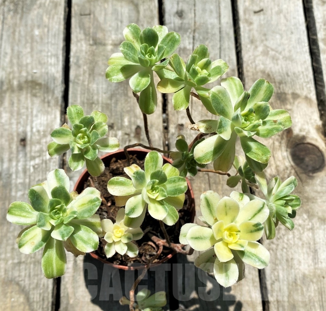 SHPR10870 Aeonium castello-paivae