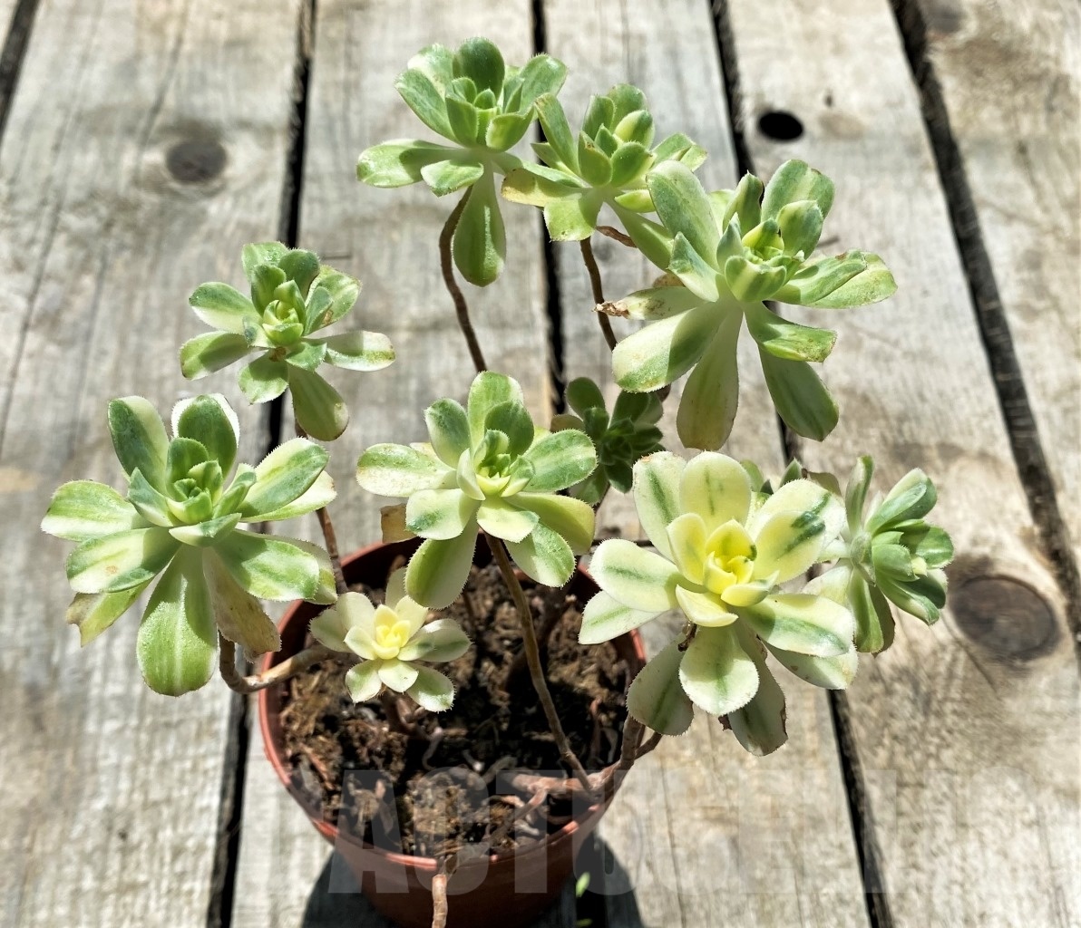 SHPR10870 Aeonium castello-paivae - Image 2