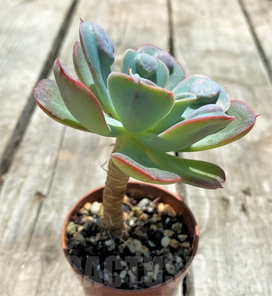 SHPR10871 Echeveria 'Rain Drops' - Image 2