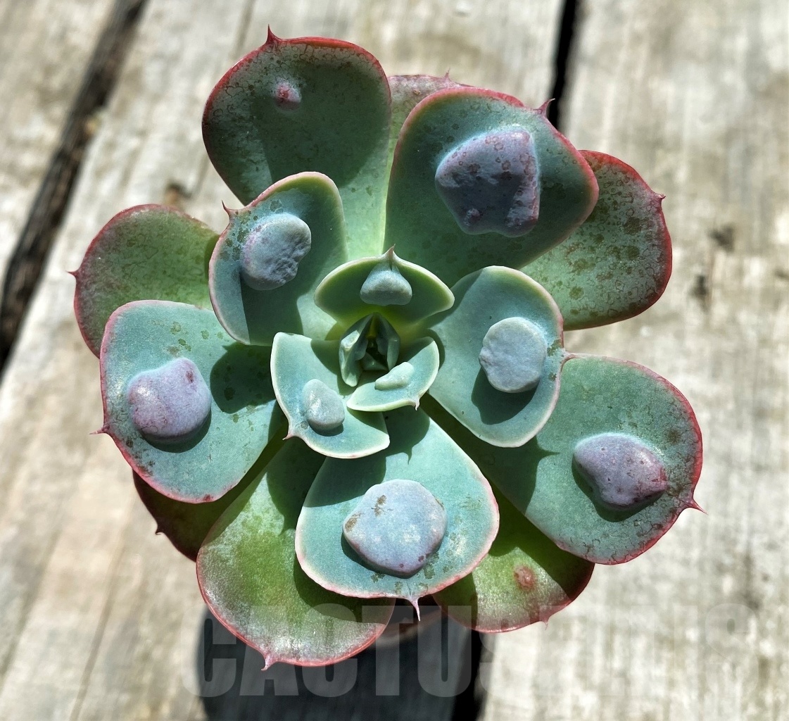 SHPR10871 Echeveria 'Rain Drops'