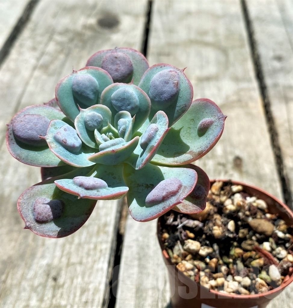 SHPR10872 Echeveria 'Rain Drops' - Image 2