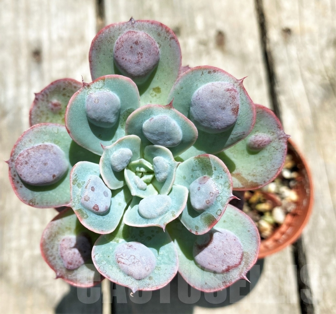 SHPR10872 Echeveria 'Rain Drops'