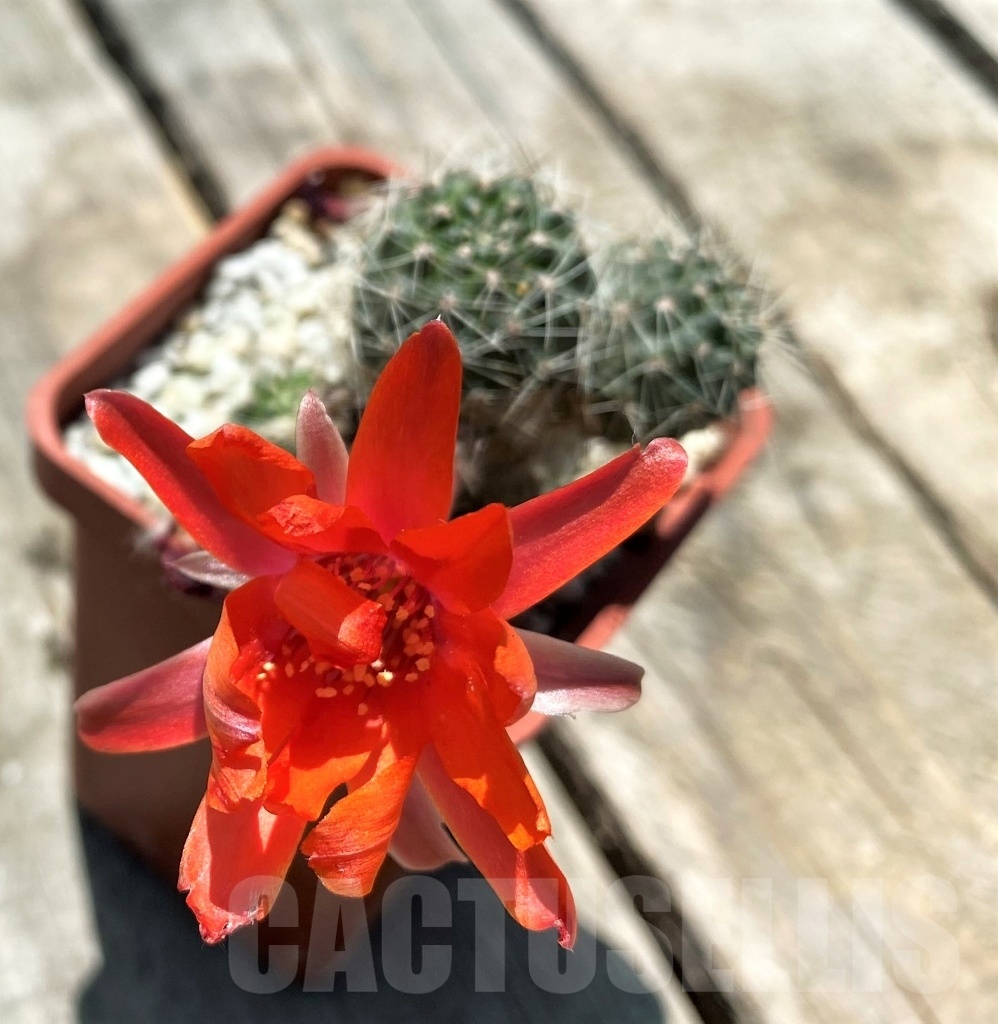 SHPRA10875 Mediolobivia leucanthema - Зображення 2