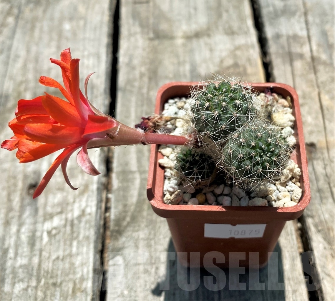 SHPRA10875 Mediolobivia leucanthema