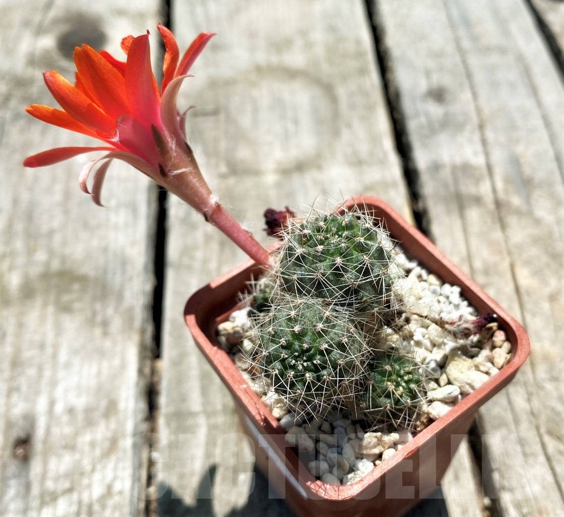 SHPRA10875 Mediolobivia leucanthema - Зображення 3