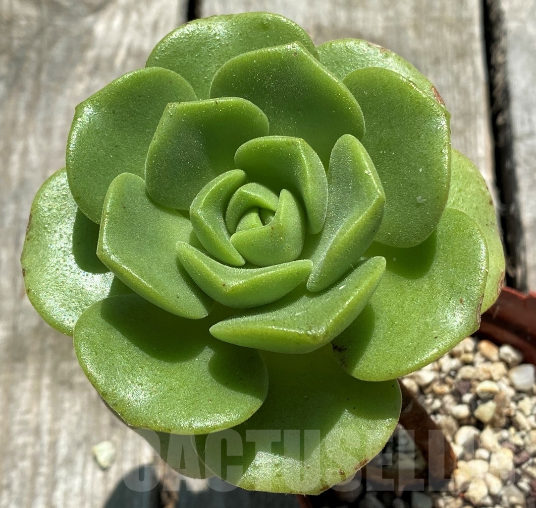 SHPR10877 Aeonium 'Lily Pad'