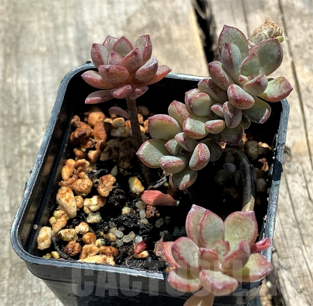 SHPR10878 Graptoveria 'Purple Dream'