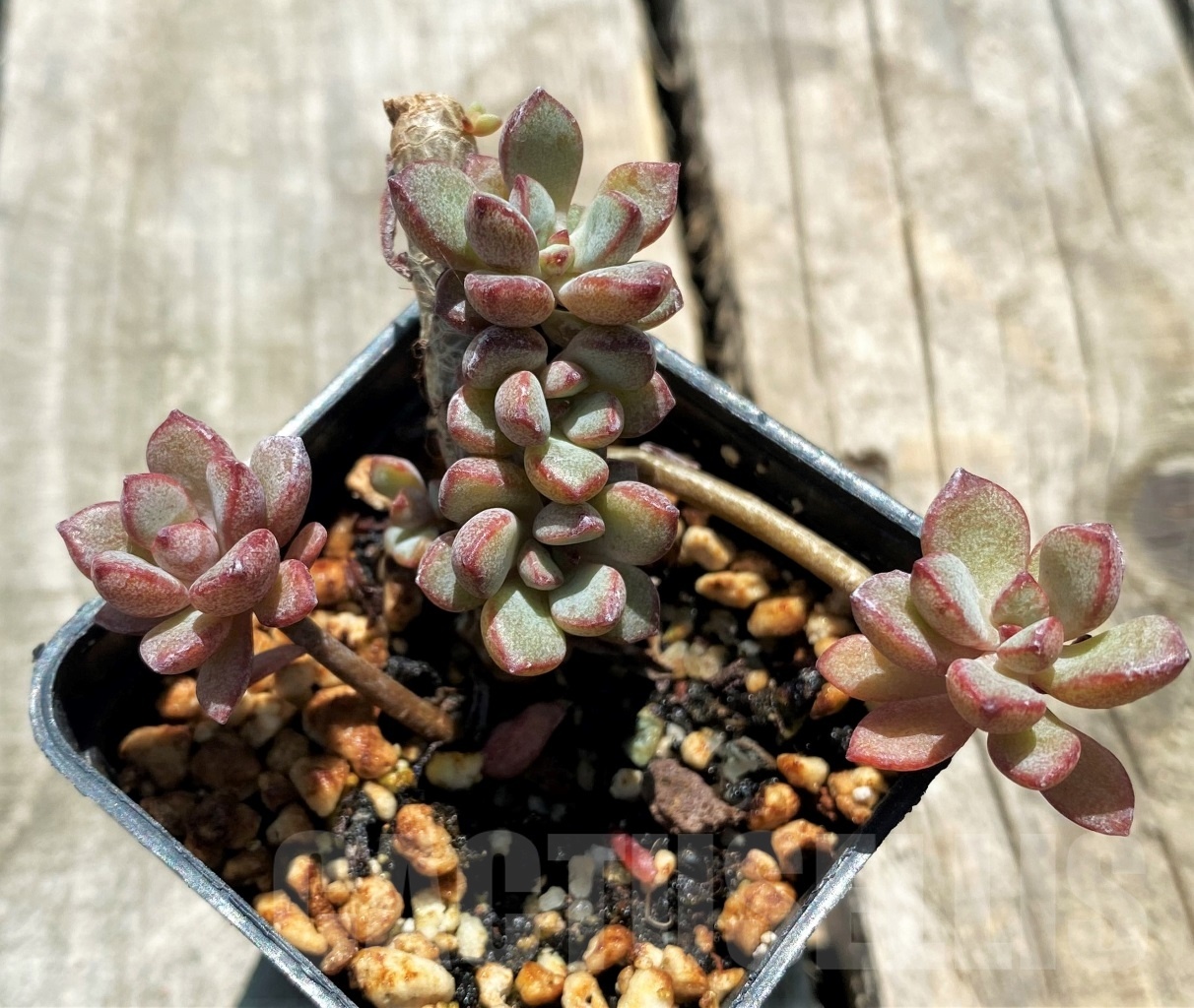 SHPR10878 Graptoveria 'Purple Dream' - Image 2