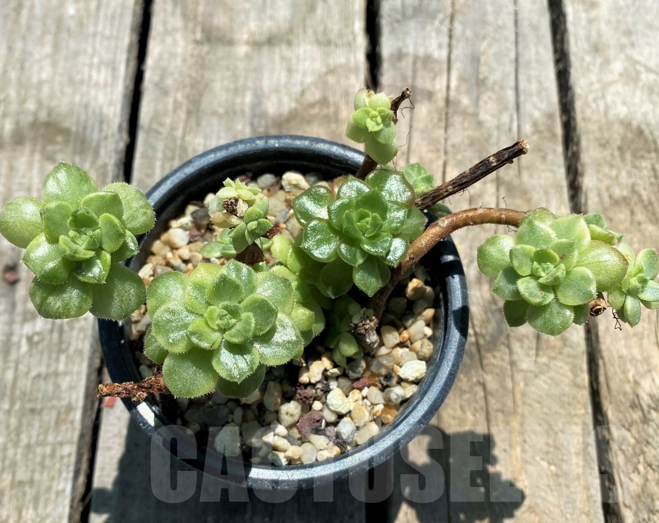 SHPR10880 Sedeveria 'Letizia'