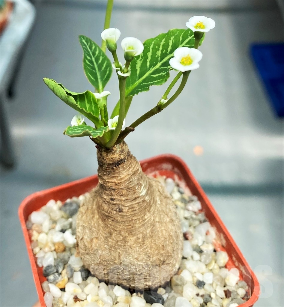 SHPR10561 Euphorbia Spanningii 7183