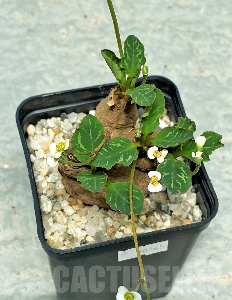 SHPR10565 Euphorbia Spanningii