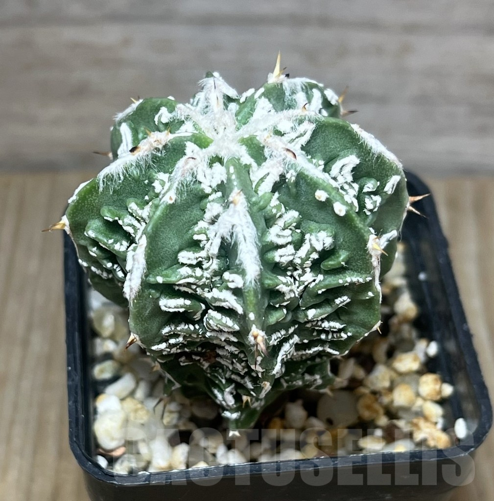 SHPR10228 Astrophytum ornatum cv. Fukuryu, own roots
