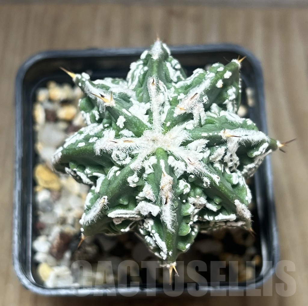 SHPR10228 Astrophytum ornatum cv. Fukuryu, own roots – Image 2