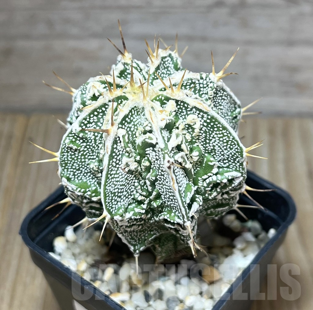 SHPR14792 Astrophytum ornatum 'Fukuryu'