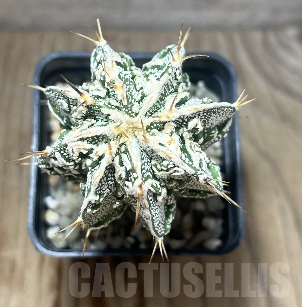 SHPR14792 Astrophytum ornatum 'Fukuryu' - Image 2