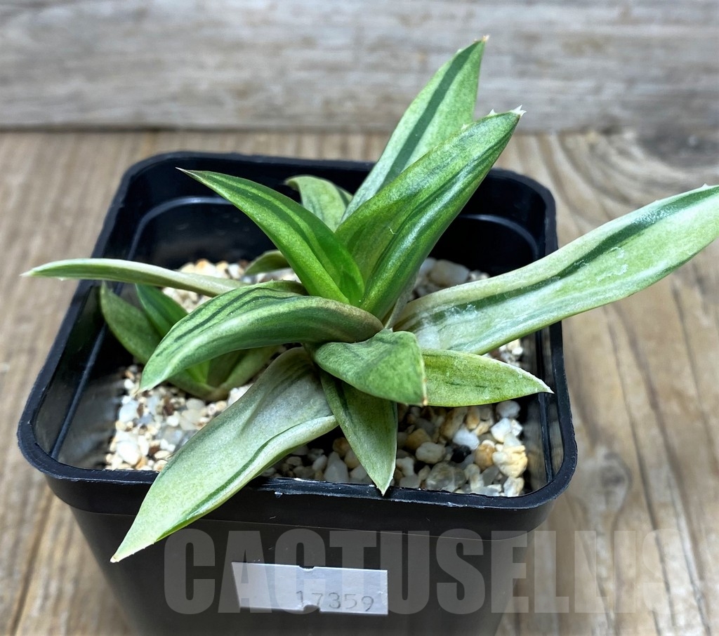 SHPR17359 Alworthia 'Black gem' f. variegata - Image 2