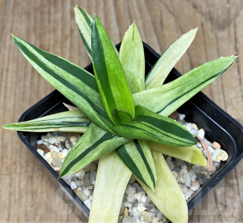 SHPR17360 Alworthia 'Black gem' f. variegata - Image 3