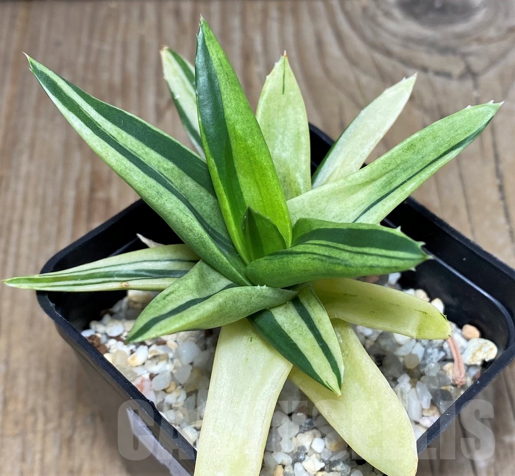 SHPR17360 Alworthia 'Black gem' f. variegata
