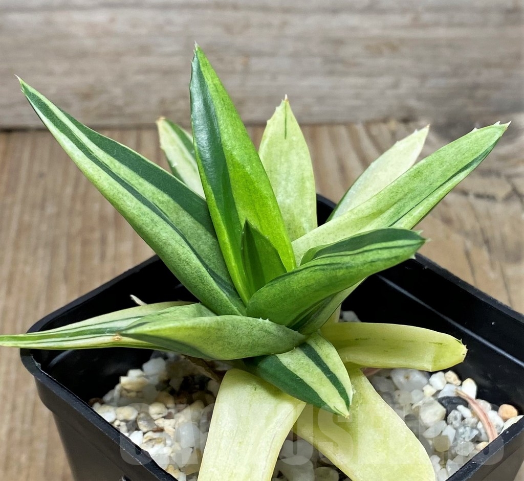 SHPR17360 Alworthia 'Black gem' f. variegata - Image 2