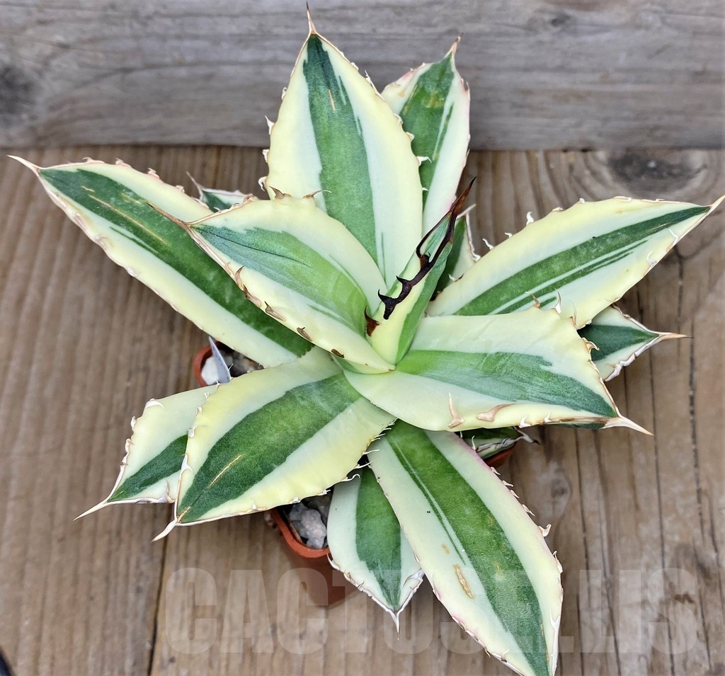 SHPRE17361 Agave titanota 'Snaggle Tooth' - Obrázek 3