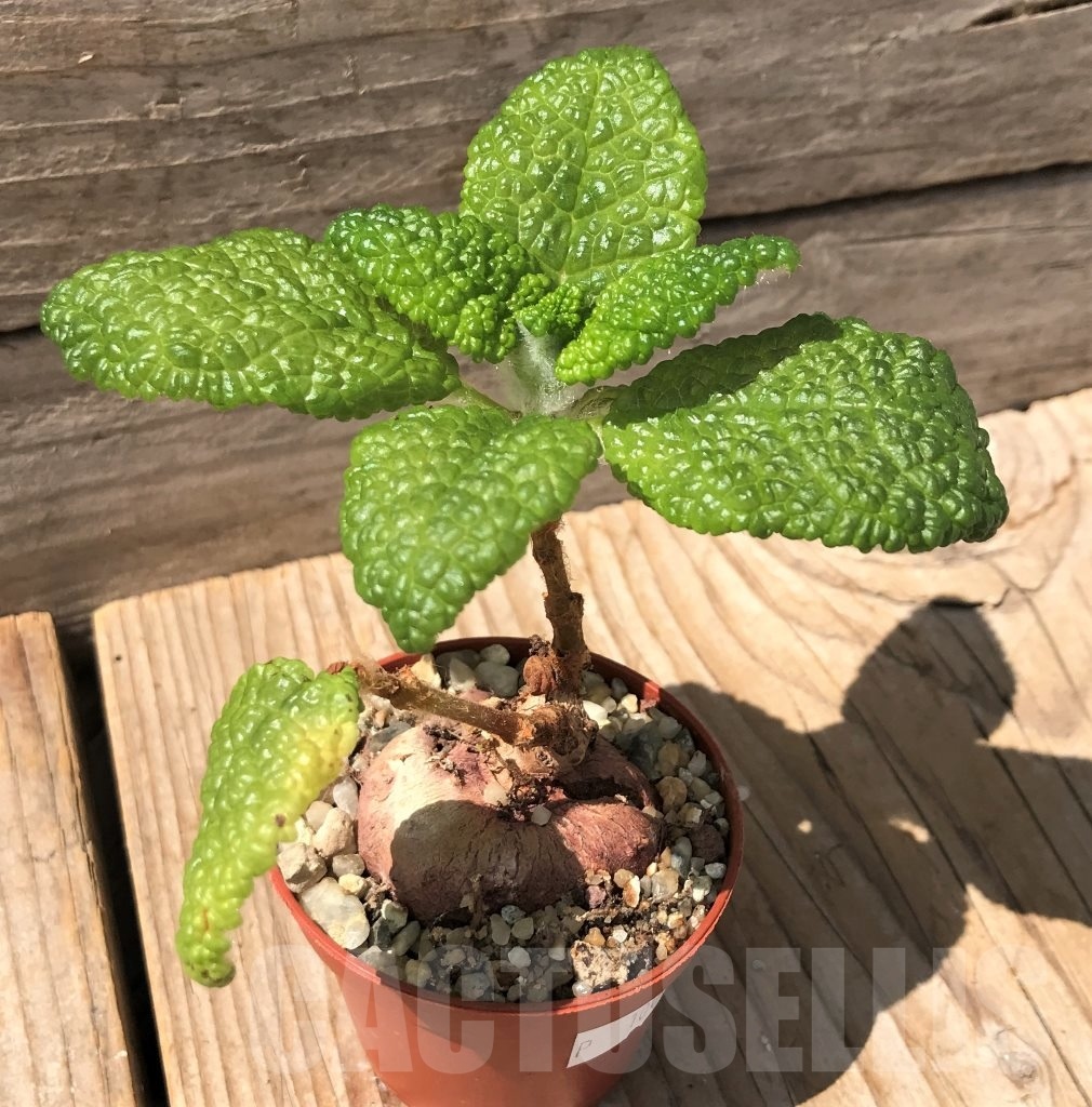 SHPR10062 Sinningia bullata