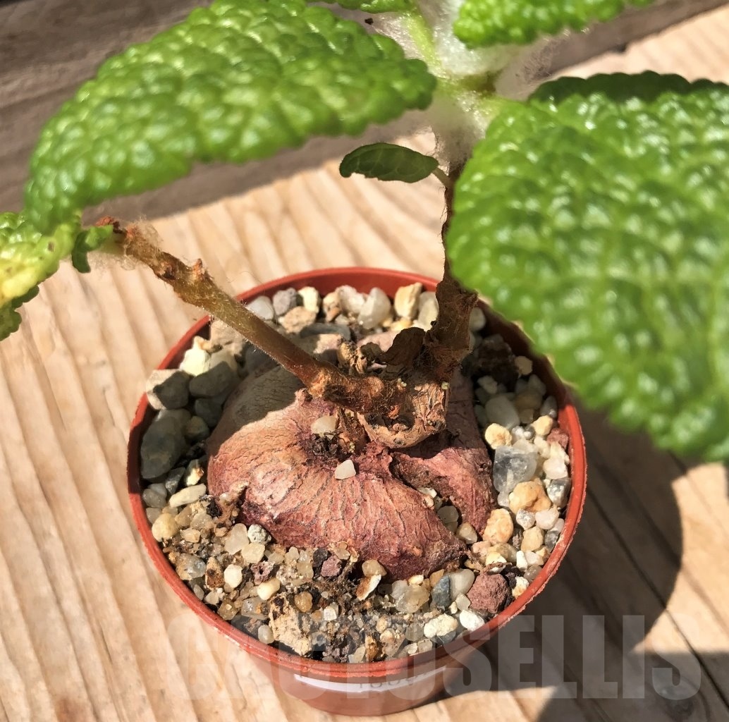 SHPR10062 Sinningia bullata - immagine 2