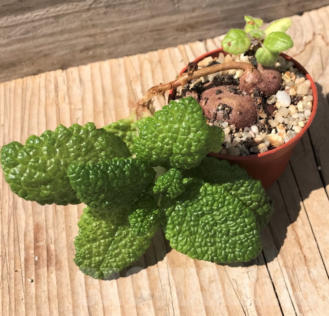 SHPR10063 Sinningia bullata