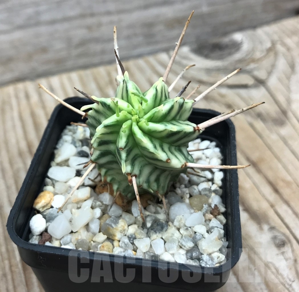 SHPR10081 Euphorbia meloformis f. variegated