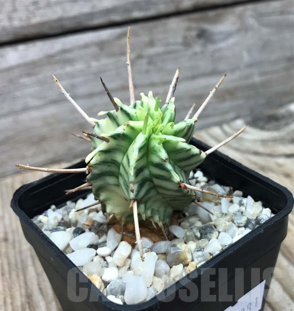 SHPR10081 Euphorbia meloformis f. variegated - Image 2