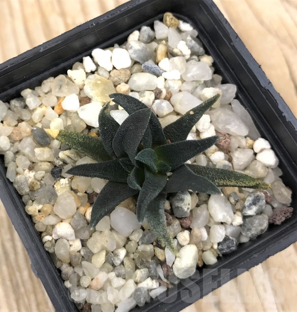 SHPR10072 Haworthia sordida - immagine 2