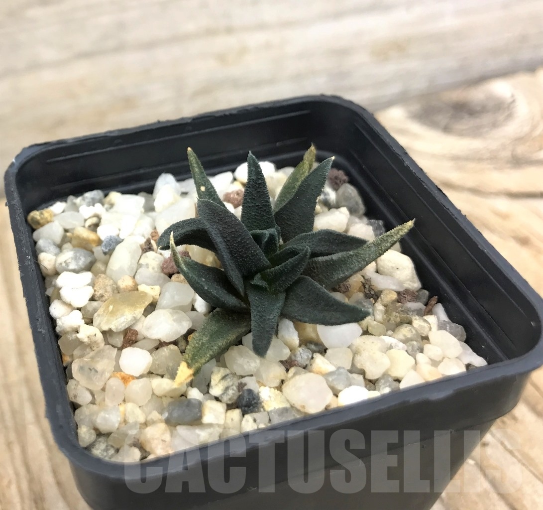 SHPR10072 Haworthia sordida