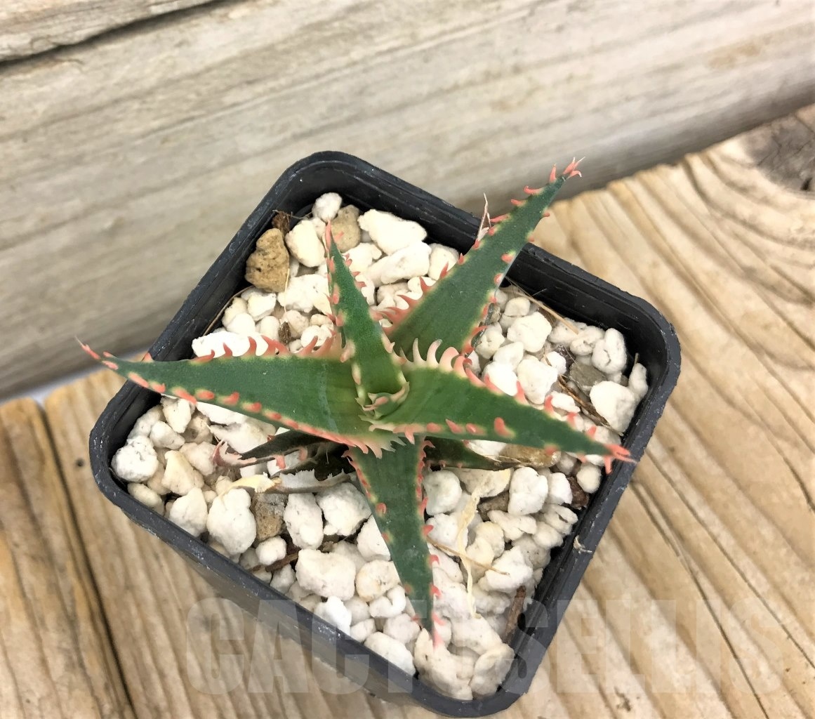 SHPR10082 Aloe TCT hybrid - Image 2