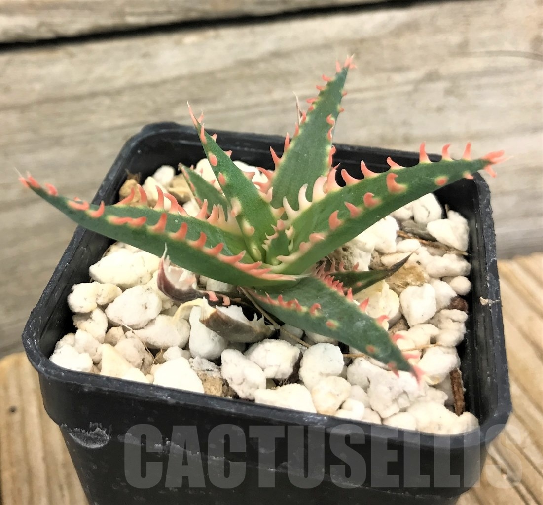 SHPR10082 Aloe TCT hybrid