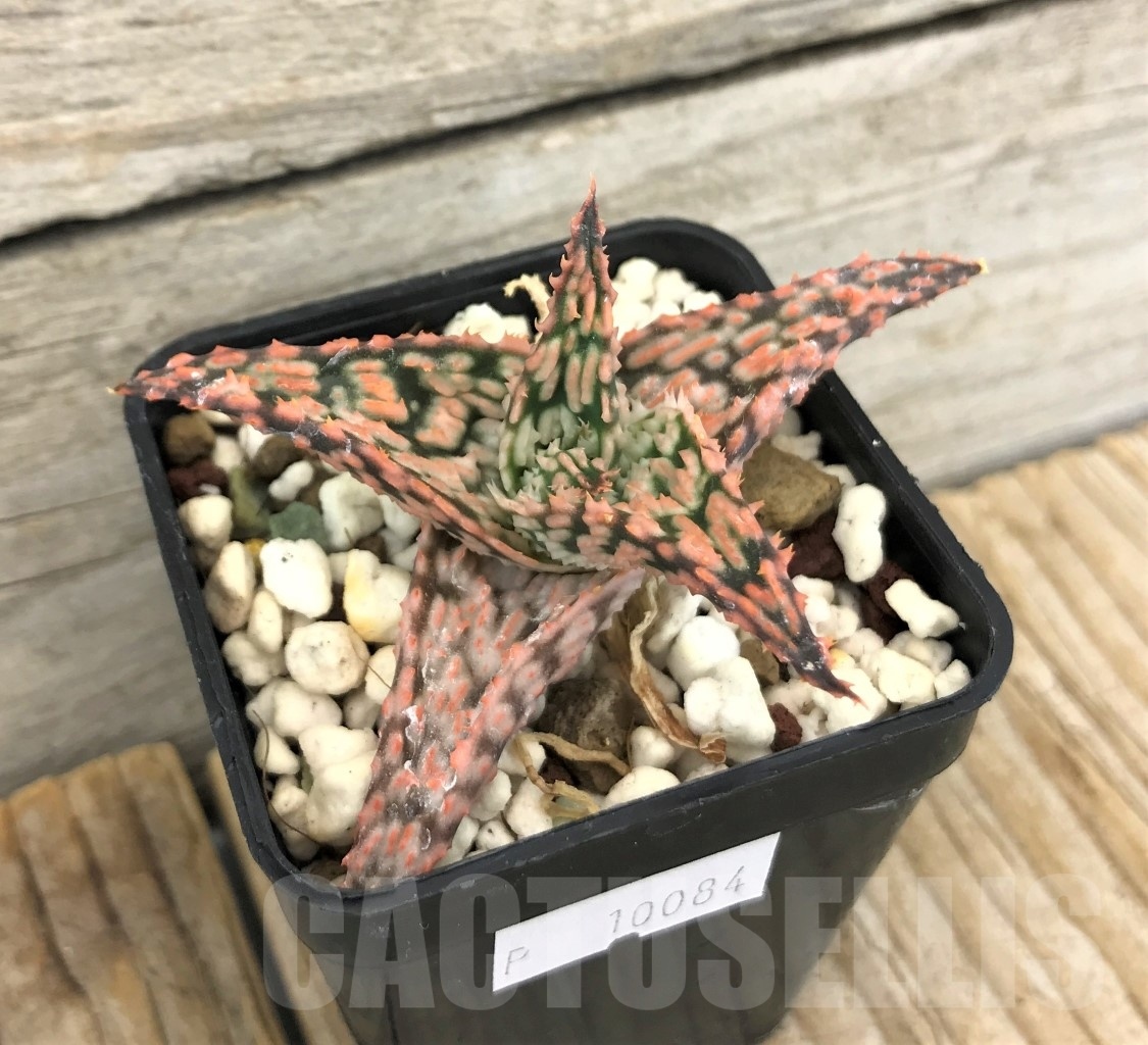 SHPR10084 Aloe TCT hybrid
