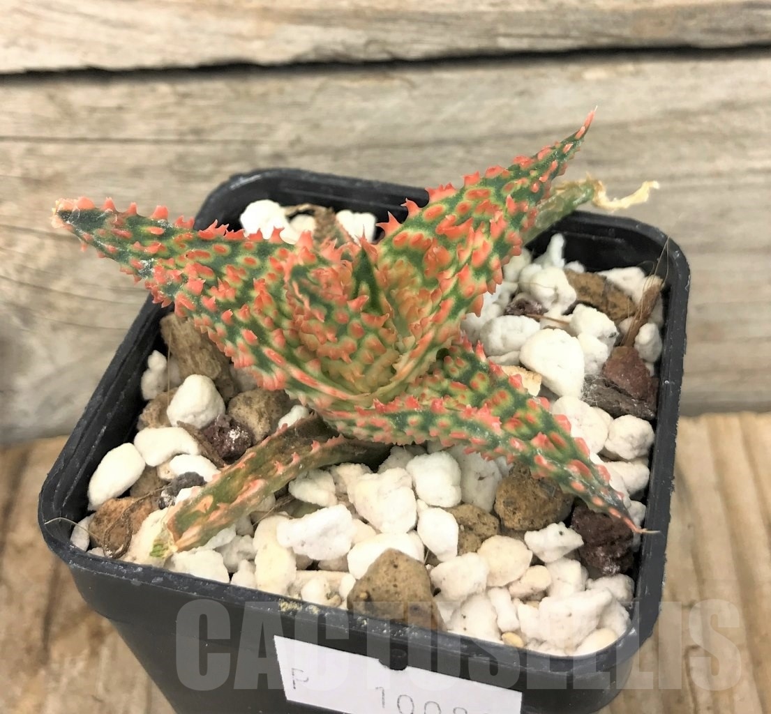 SHPR10088 Aloe TCT hybrid – Bild 2