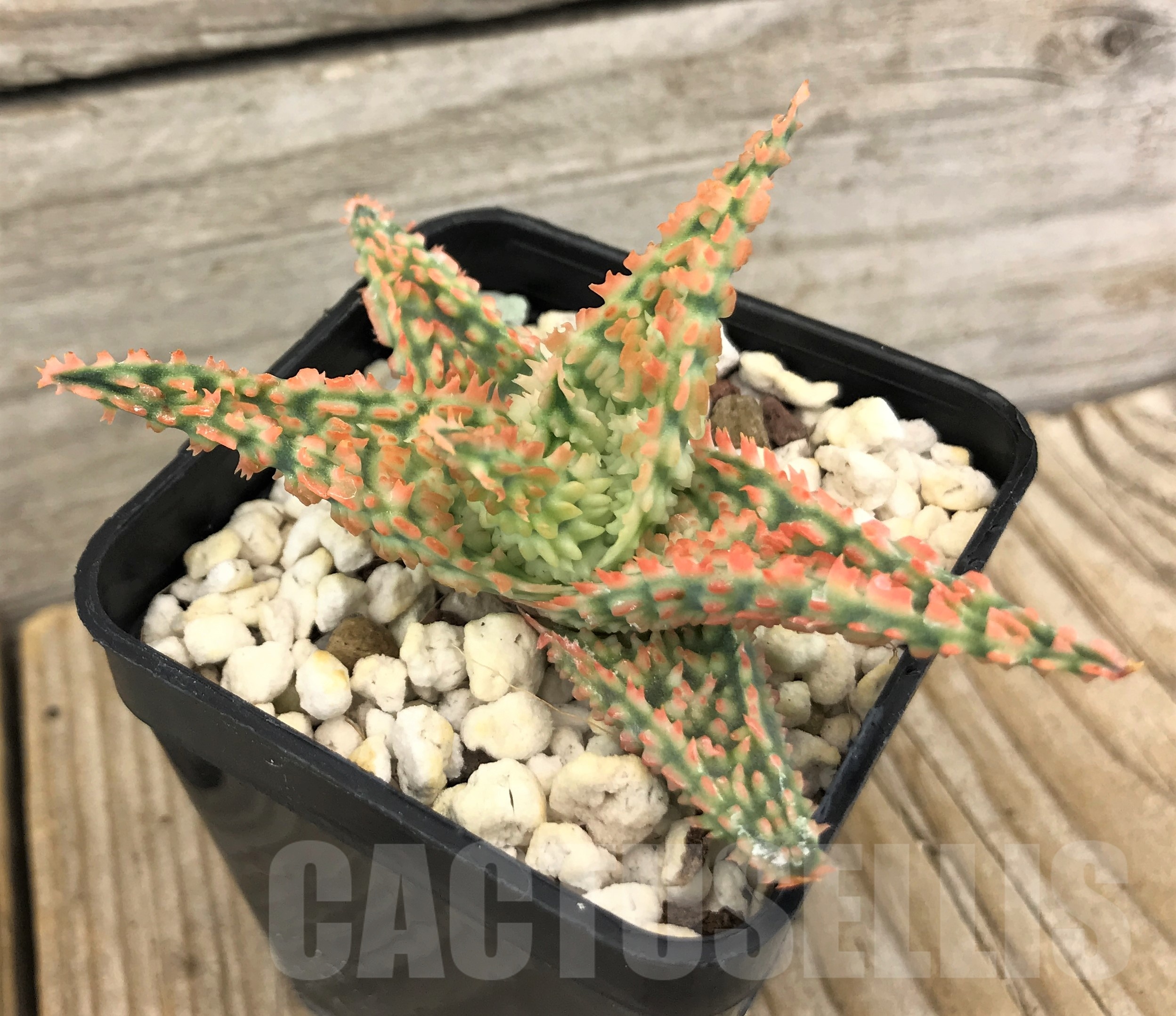 SHPR10089 Aloe TCT hybrid - immagine 2