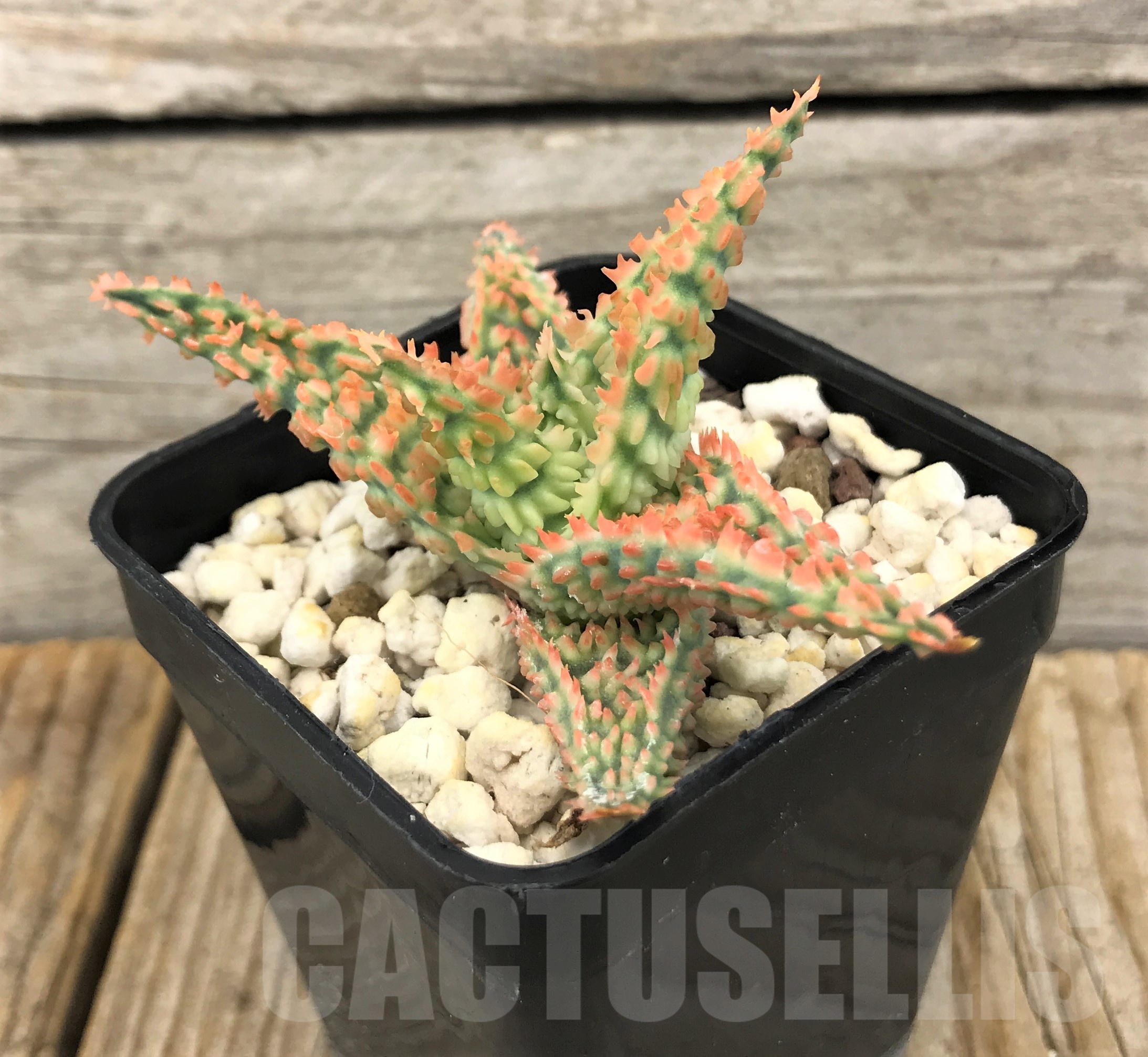 SHPR10089 Aloe TCT hybrid