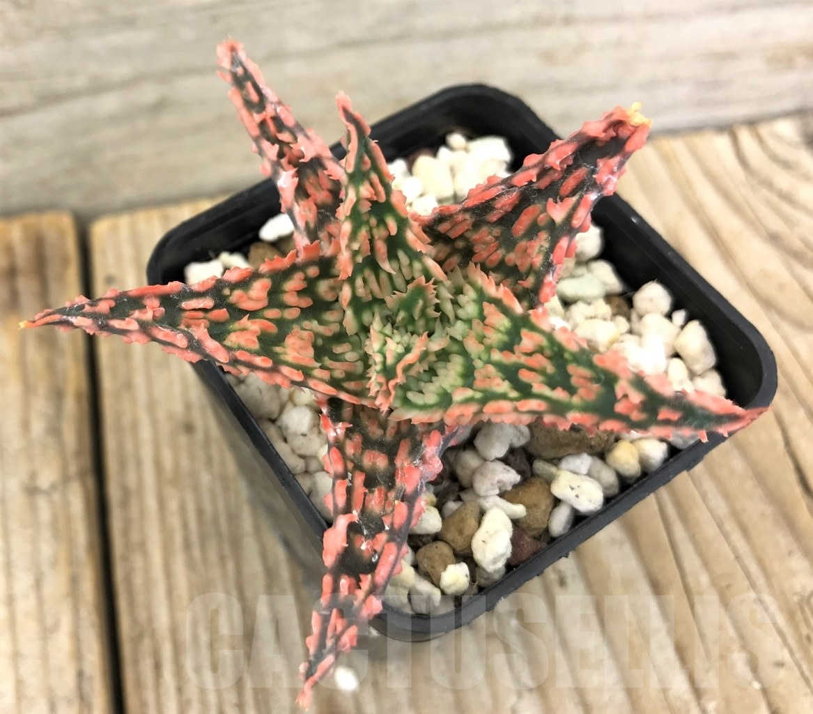 SHPR10091 Aloe TCT hybrid