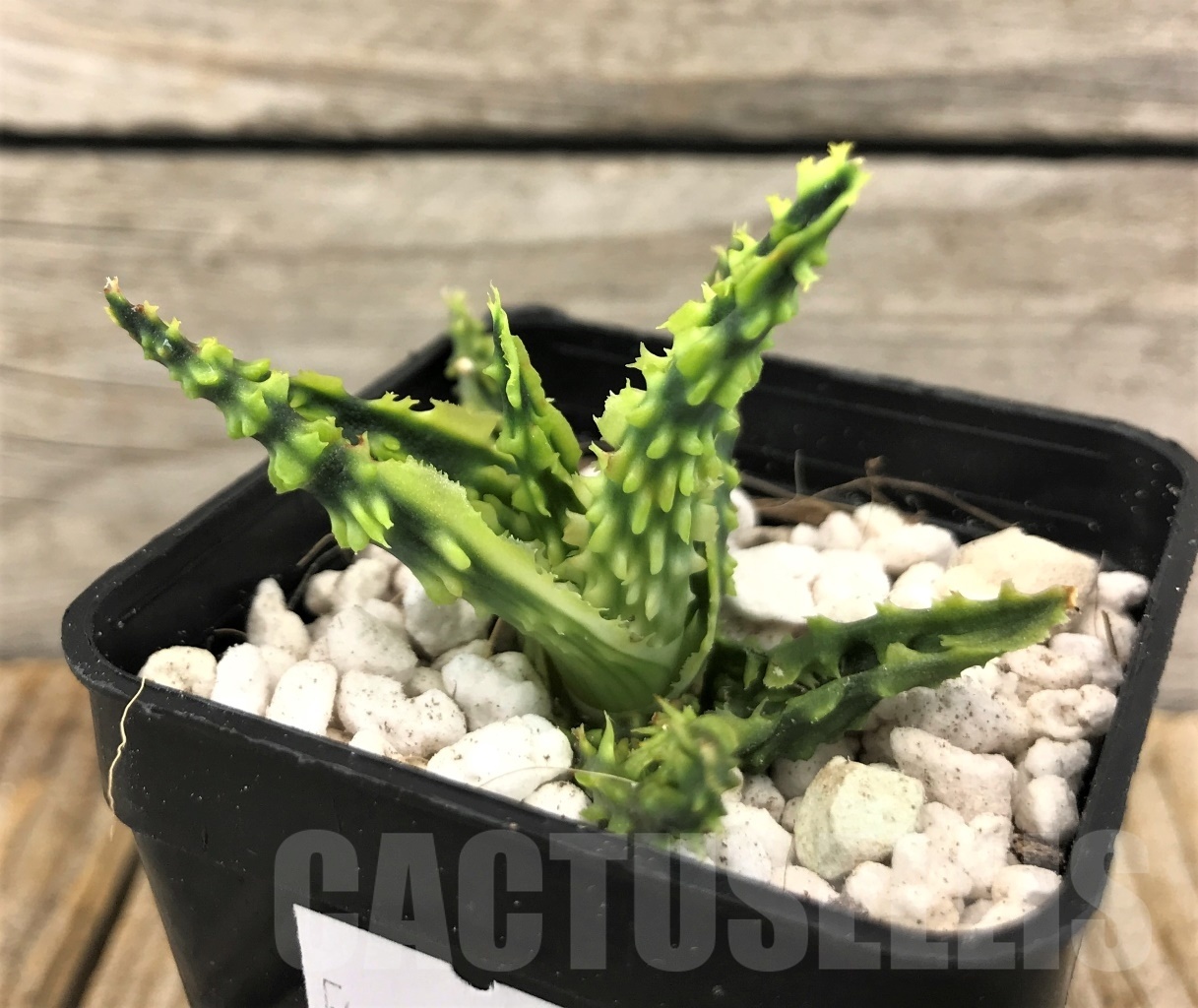 SHPR10092 Aloe TCT hybrid