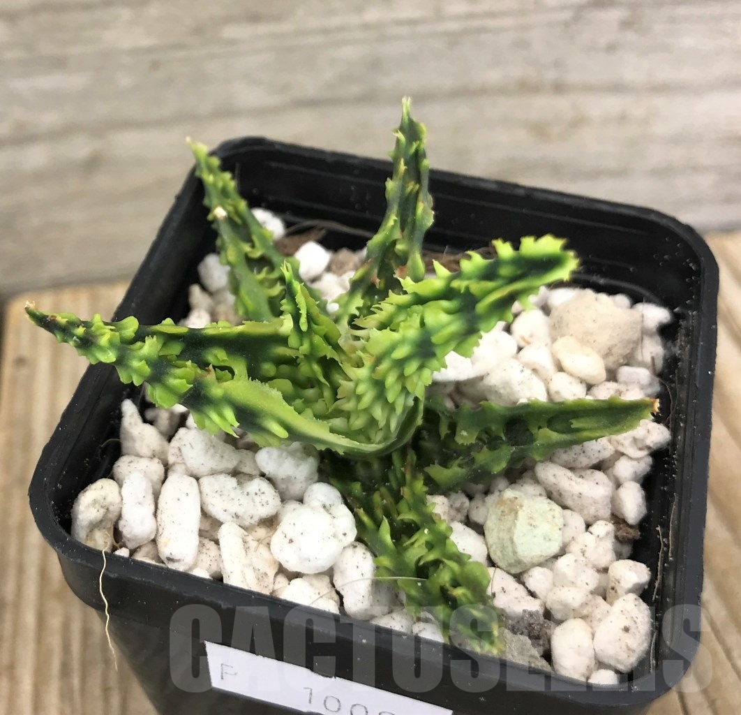 SHPR10092 Aloe TCT hybrid - Image 2
