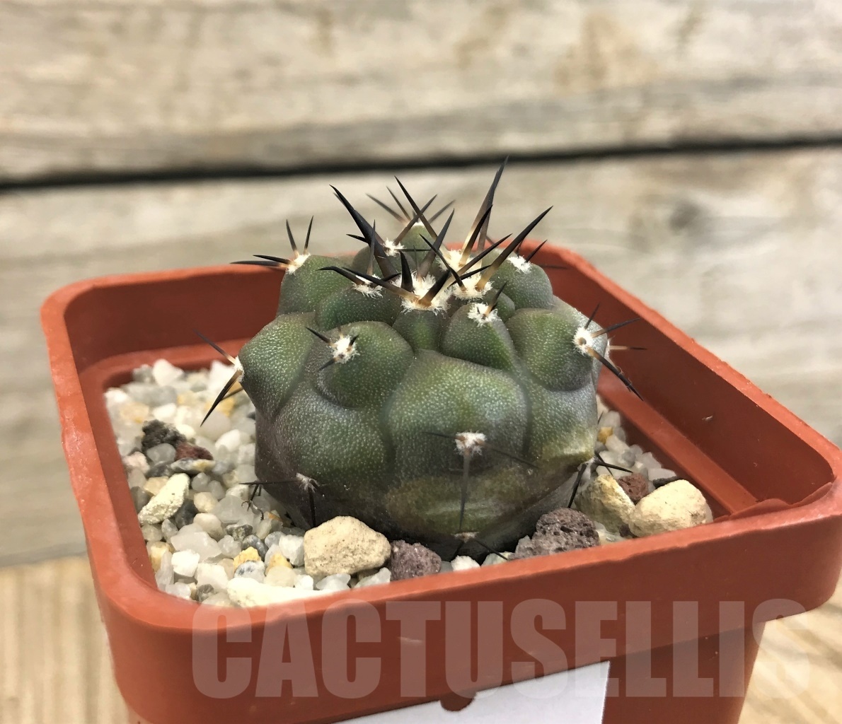 SHPR10093 Copiapoa cinerea