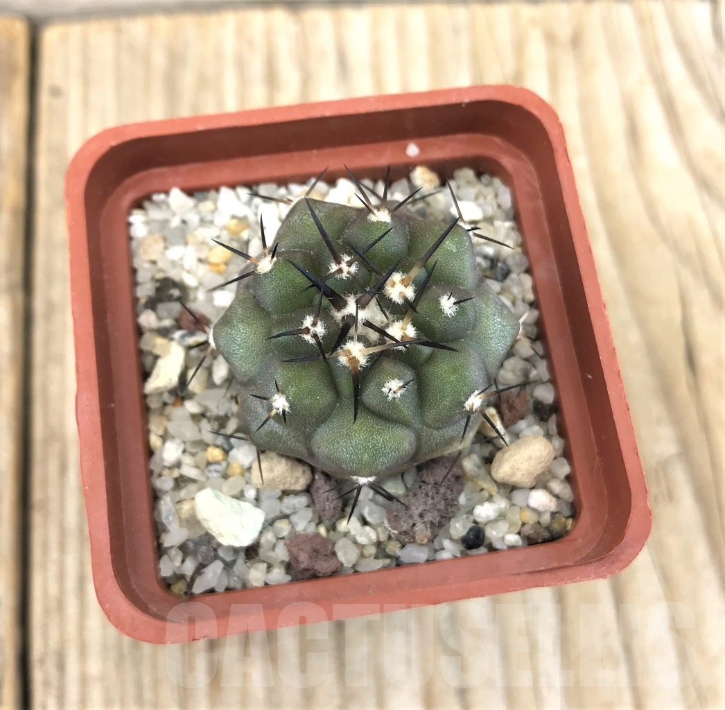 SHPR10093 Copiapoa cinerea - Image 2