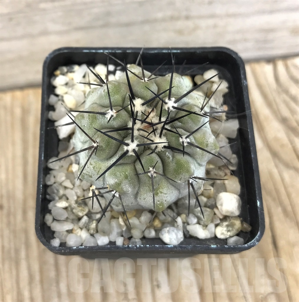 SHPR10097 Copiapoa cinerea - Image 2