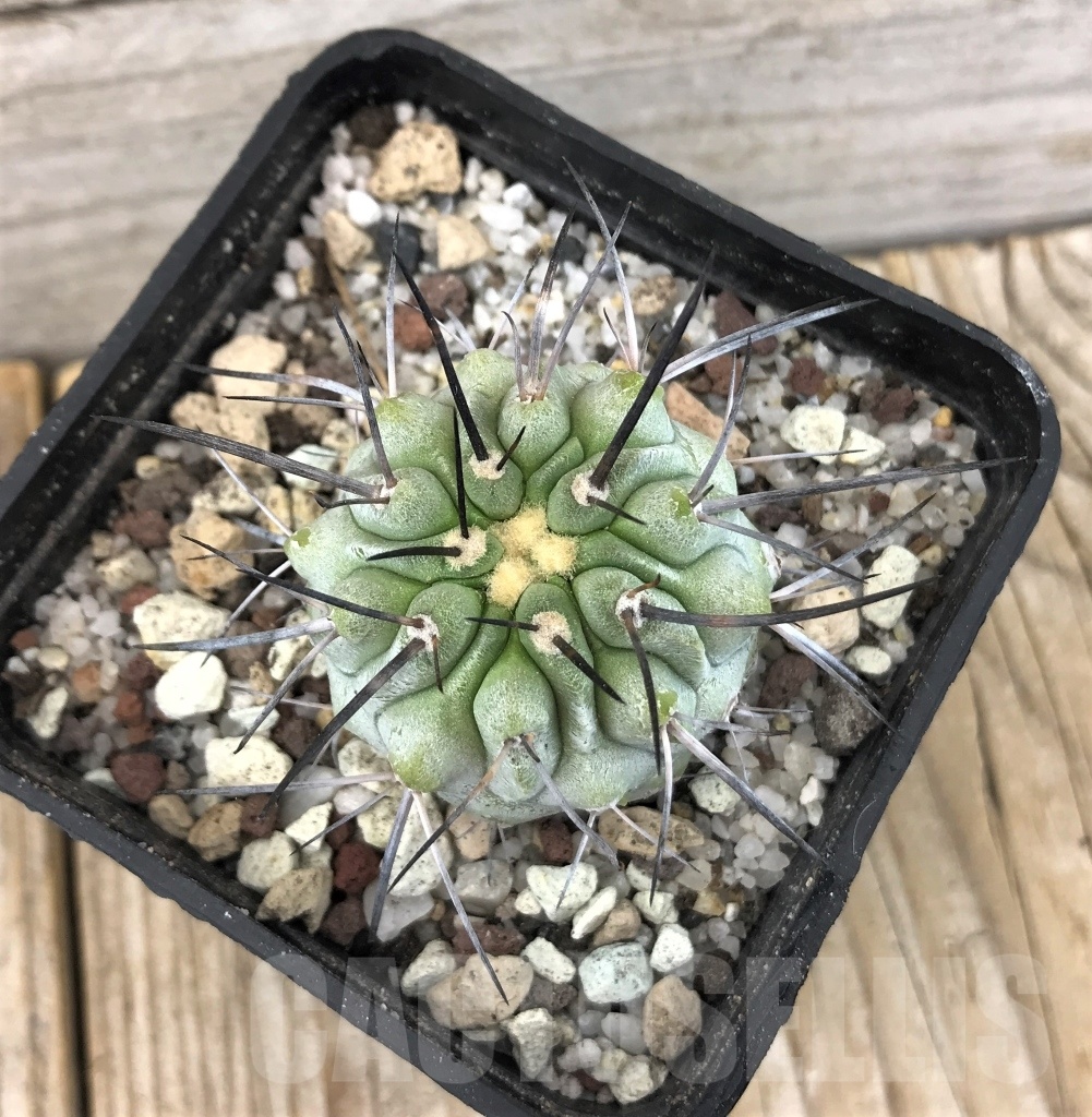 SHPR10102 Copiapoa dealbata AW 84 - immagine 2