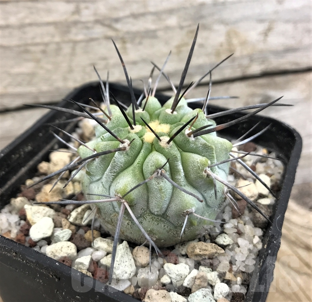 SHPR10102 Copiapoa dealbata AW 84