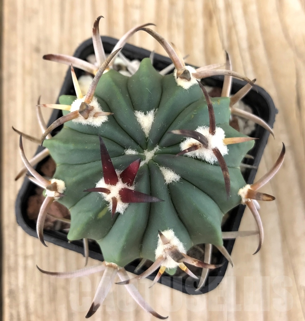 SHPR10105 Echinofossulocactus coptonogonus - immagine 2